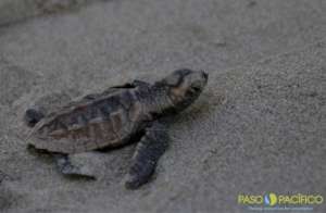 Hawksbill hatchling sea turtle