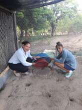 Work at the sea turtle hatchery