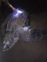 Leatherback nesting in El Salvador