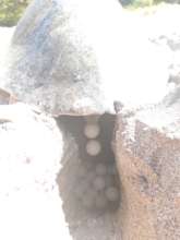 Sea turtle eggs deposited during nesting