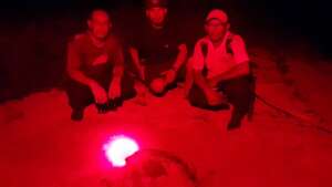 Nesting green turtle, eggs are now in the nursery