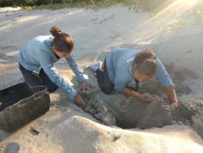 Rangers exhume nest to move to higher ground