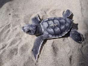 Galapagos green turtle hatchling