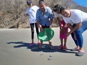 April sea turtle hatchlings