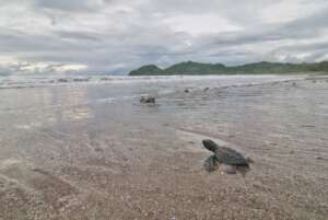 Exhale. A beautiful baby olive ridley sea turtle.