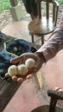 Leatherback eggs before delivered to Paso Pacifico