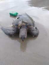 Deceased sea turtle