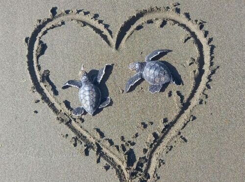 Thank you for protecting sea turtles