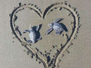 Thank you for protecting sea turtles