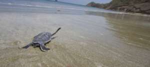 Galapagos Green hatchling heads out to sea