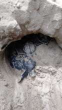 Baby green turtle hatched this month