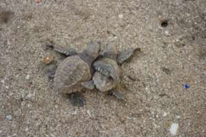 Your donations support sea turtles like these