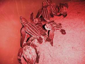 Critically endangered leatherback hatchlings