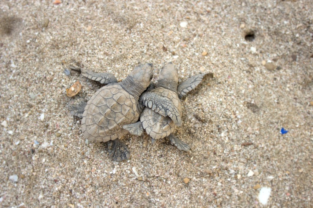 Save the Sea Turtles