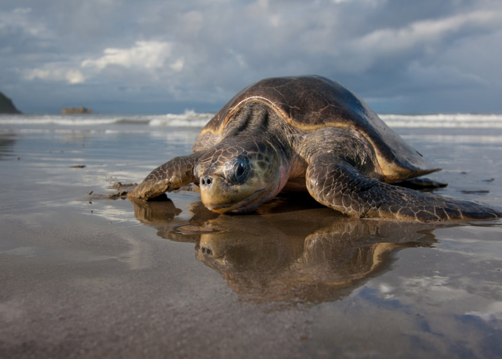 Save the Sea Turtles