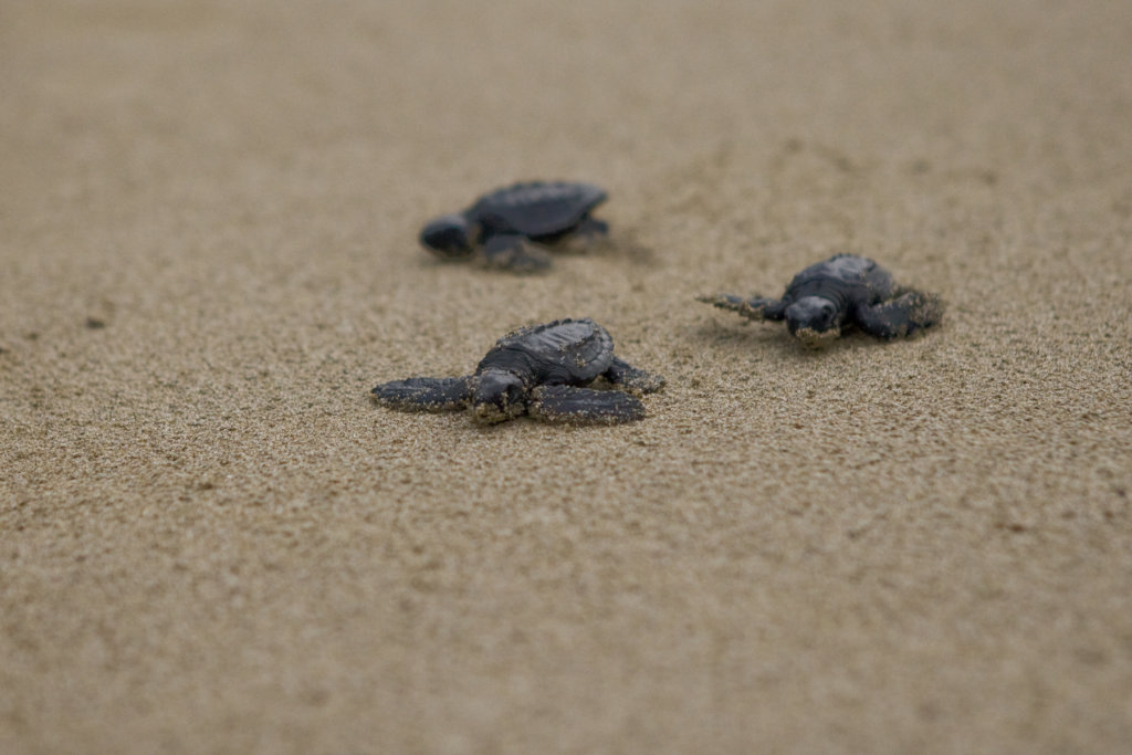 Save the Sea Turtles