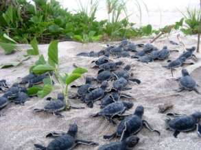 Sea Turtle Hatchlings