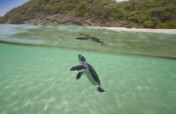 Save the Sea Turtles