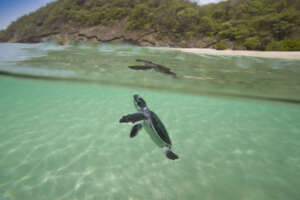 Save the Sea Turtles