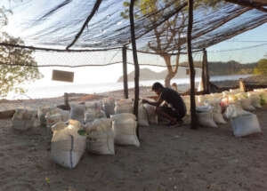 Turtle nursery after repairs