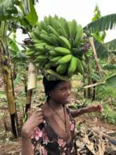 Banana Harvesting day