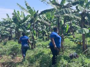 Matooke (Green Banana) Plantation