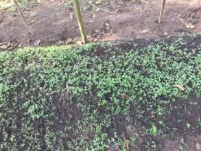 Cabbage Bed