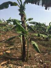 Banana Plantation