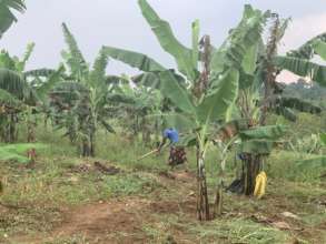 Parent at work in the plantation