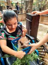 Teporingo Rabbit an endemic species of Morelos