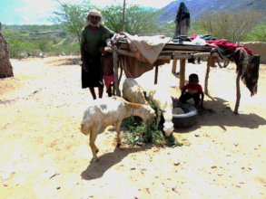 Distributing sheep in Khamis Bani Saad, Almahweet