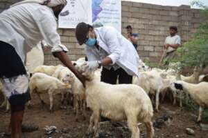 Sheep Distribution - Income Generation