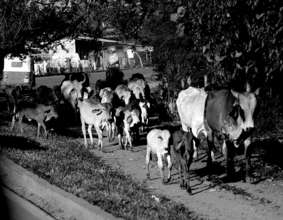 Las Vacas