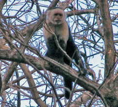 White-faced (Capuchin) Monkey