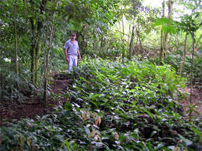 Omar Muñoz with his trees
