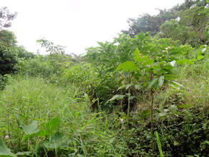 The trees one year later in the furrows