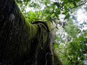 Papa Loco, La Reserva's Hometree