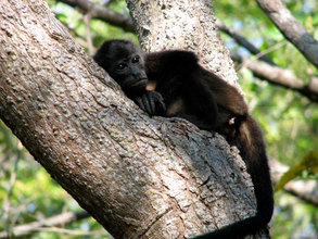 Young Mantled Howler monkey taking a siesta