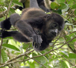 Baby Howler Monkey at Project Hometree
