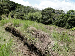 The furrow where the trees will be planted