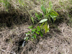 Seedlings in the hole waiting to be planted