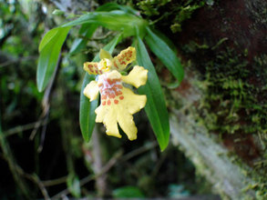 Newly seen miniature orchid