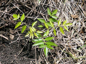 Neem tree, exciting medicine for the future