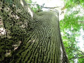 Looking up to Papa Loco, Hometree at La Reserva