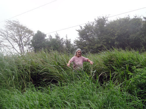 Project Hometree, La Tejona, Costa Rica