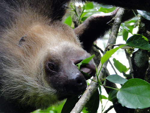 Project Hometree, La Tejona, Costa Rica