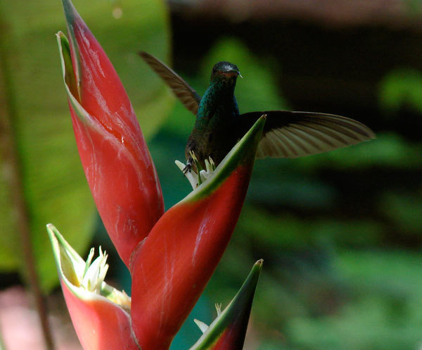 Project Hometree, La Tejona, Costa Rica