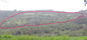 Project Hometree reforestation area