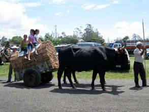 Oxcart parading
