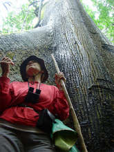 Papa Loco 300 yr. old Kapok tree
